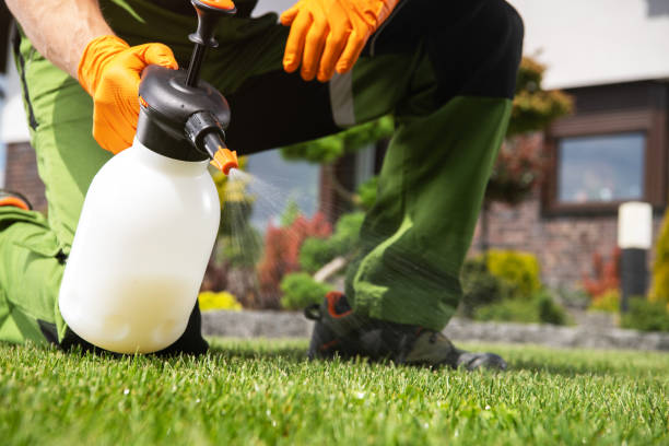Best Flea Control Services  in West Hill, OH