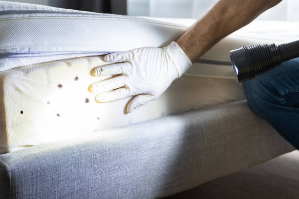 Best Termite Control Services  in West Hill, OH
