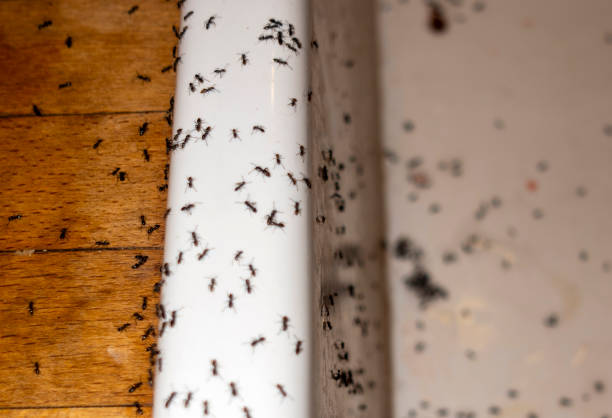 Best Ant Control Services  in West Hill, OH