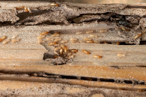 Best Local Pest Control Services  in West Hill, OH
