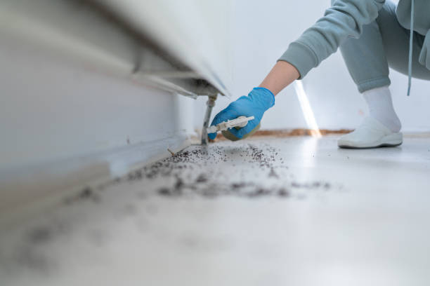 Best Termite Control Services  in West Hill, OH